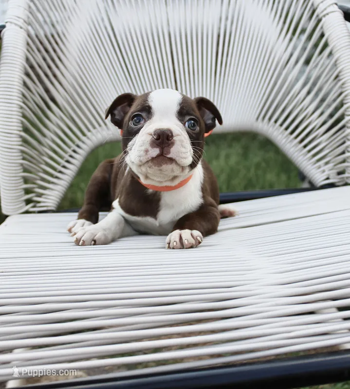 Spud – Boston Terrier puppy for sale in Russellville, KY