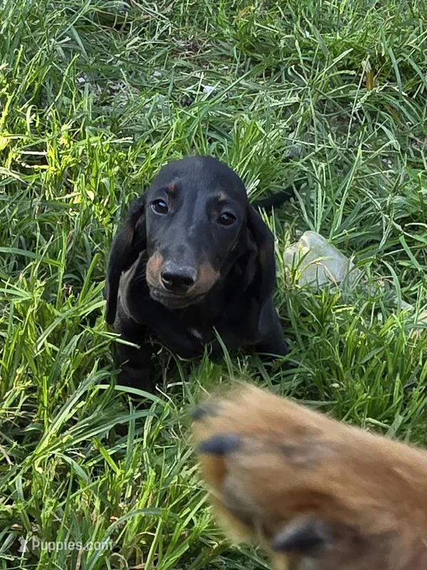 Weiner Dan – Miniature Dachshund puppy for sale in Russellville, KY
