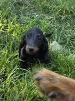 Weiner Dan, a male Miniature Dachshund for sale in Russellville, KY – 2 of 8