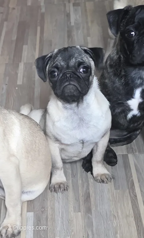 Sassy Pants "Purebred pug" – Pug puppy for sale in Russellville, KY
