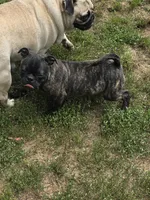Tank, a male Boston Terrier and Bugg for sale in Russellville, KY – 3 of 10