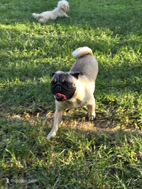 Goose "purebred" – Pug puppy for sale in Russellville, KY