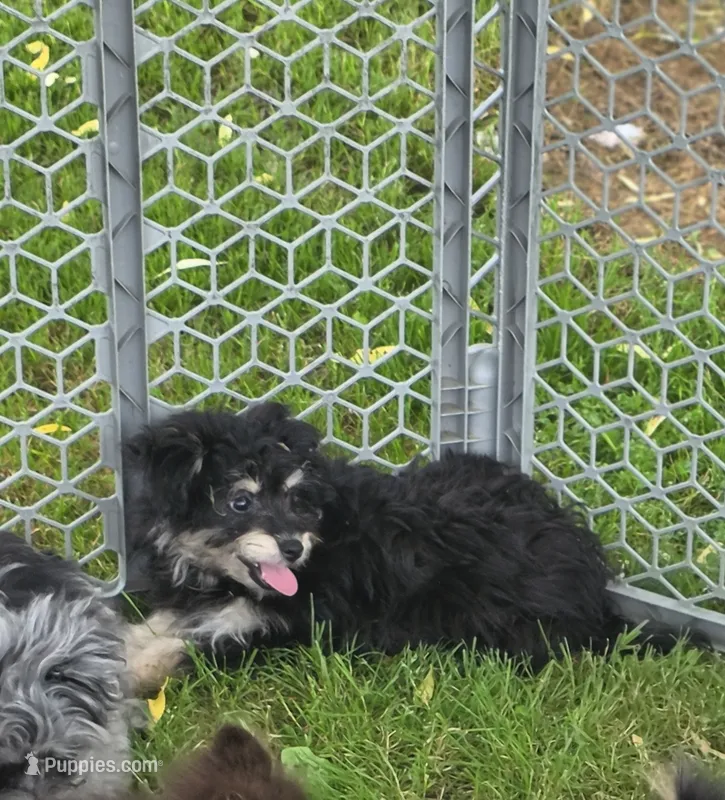 Pomzie – Pomeranian, Poodle - Toy  puppy for sale in Russellville, KY