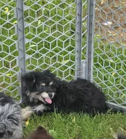Pomzie, a male Pomapoo and Pomeranian for sale in Russellville, KY – 1 of 7