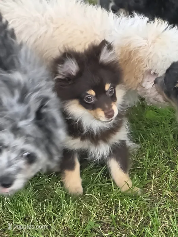 Hershey – Pomeranian puppy for sale in Russellville, KY