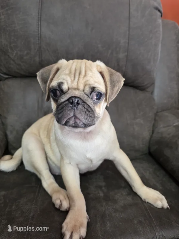 Pugarooney "Purebred Pug" – Pug puppy for sale in Russellville, KY