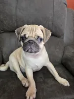 Pugarooney "Purebred Pug", a male Pug for sale in Russellville, KY – 1 of 6