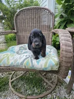 Weiner Dan, a male Miniature Dachshund for sale in Russellville, KY – 4 of 10