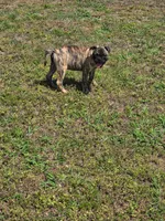 Biggie, a male Boston Terrier and Pug for sale in Russellville, KY – 3 of 3