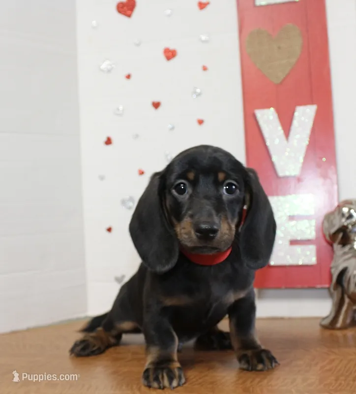 Doug – Miniature Dachshund puppy for sale in Russellville, KY
