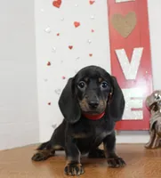 Oscar Myer, a male Miniature Dachshund for sale in Russellville, KY – 1 of 8