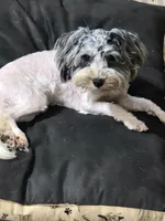 Romeo (blue Merle parti), a male Maltipoo and Maltese for sale in Russellville, KY – 3 of 7