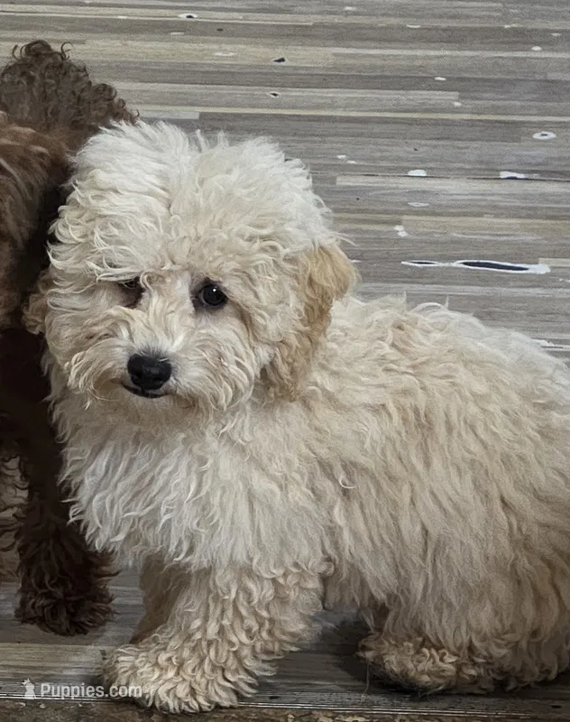 Princess fluff – Cockapoo, Poodle - Toy  puppy for sale in Russellville, KY