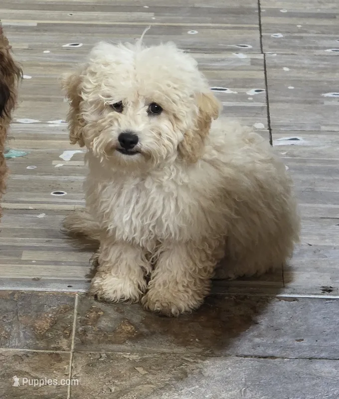 Princess fluff – Cockapoo, Poodle - Toy  puppy for sale in Russellville, KY