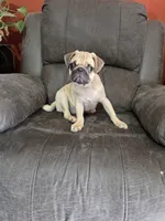 Pugarooney "Purebred Pug", a male Pug for sale in Russellville, KY – 5 of 6