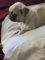 Pugarooney "Purebred Pug", a male Pug for sale in Russellville, KY – 2 of 5