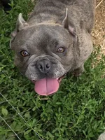 Fendi, a female French Bulldog for sale in Russellville, KY – 5 of 8