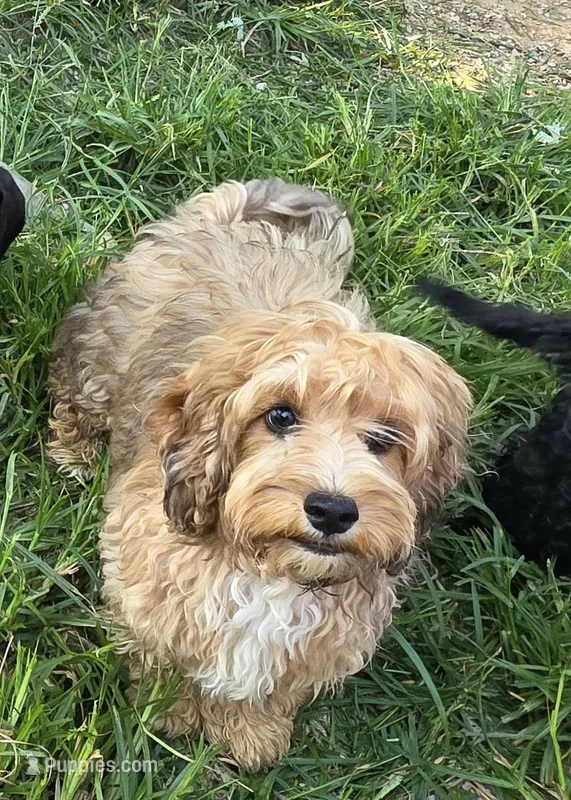 Puppers – Cockapoo, Poodle - Toy  puppy for sale in Russellville, KY