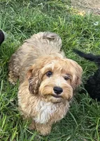 Puppers, a male Cockapoo and Poodle - Toy  for sale in Russellville, KY – 1 of 5