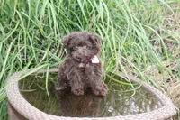 Cocoa Puffss, a female Pomapoo and Pomeranian for sale in Russellville, KY – 3 of 9
