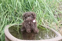 Cocoa Puffss, a female Pomapoo and Pomeranian for sale in Russellville, KY – 4 of 9