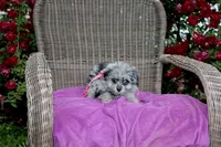 Beebee, a female Pomapoo and Pomeranian for sale in Russellville, KY – 5 of 5