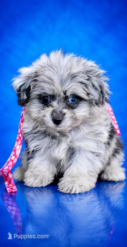 Beebee – Pomeranian, Poodle - Toy  puppy for sale in Russellville, KY