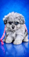 Beebee, a female Pomeranian and Poodle - Toy  for sale in Russellville, KY – 1 of 6