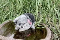 Beebee, a female Pomapoo and Pomeranian for sale in Russellville, KY – 3 of 5