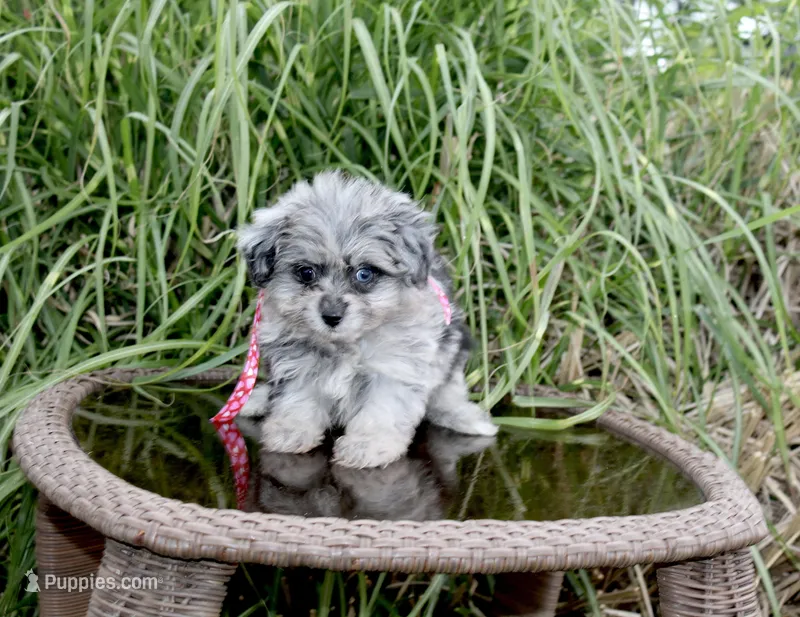 Beebee – Pomapoo, Pomeranian puppy for sale in Russellville, KY