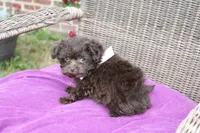 Cocoa Puffss, a female Pomapoo and Pomeranian for sale in Russellville, KY – 8 of 9