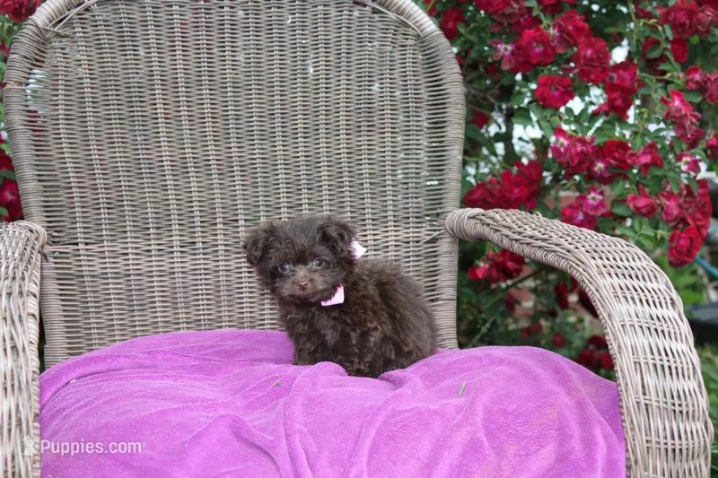 Cocoa Puffss – Pomapoo, Pomeranian puppy for sale in Russellville, KY
