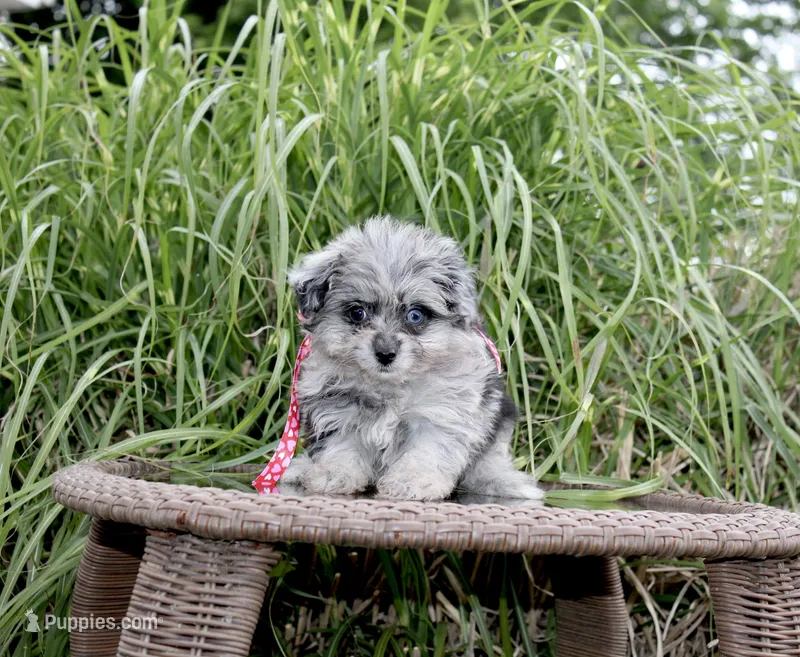 Beebee – Pomeranian, Poodle - Toy  puppy for sale in Russellville, KY