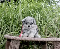 Beebee, a female Pomapoo and Pomeranian for sale in Russellville, KY – 2 of 5