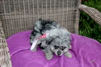 Beebee, a female Pomapoo and Pomeranian for sale in Russellville, KY – 4 of 5