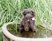 Cocoa Puffss, a female Pomapoo and Pomeranian for sale in Russellville, KY – 5 of 9