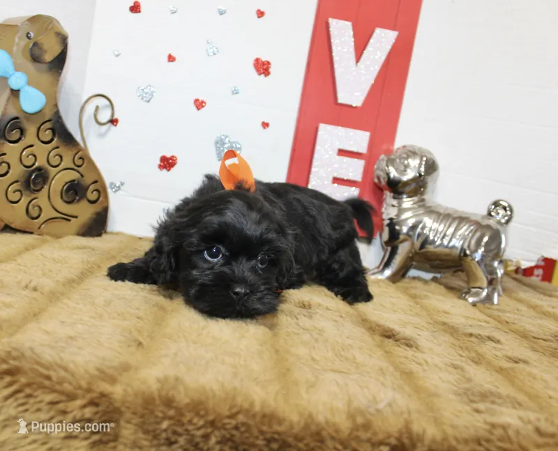 Onyx – Shihpoo, Shih Tzu puppy for sale in Russellville, KY