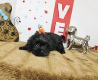 Onyx, a male Shihpoo and Shih Tzu for sale in Russellville, KY – 1 of 7