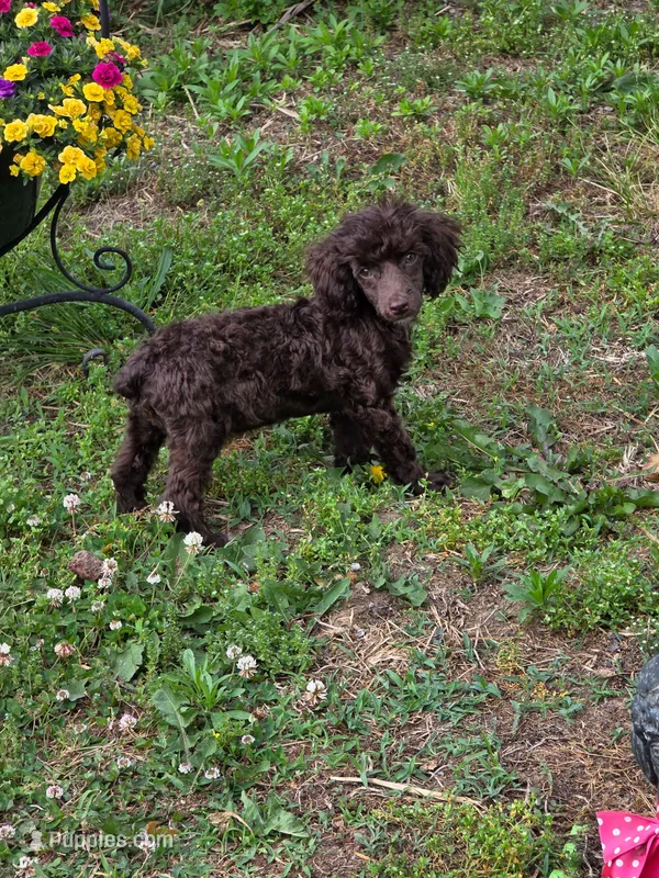 Poodandy – Poodle - Toy  puppy for sale in Russellville, KY