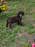 Poodandy, a male Poodle - Toy  for sale in Russellville, KY – 2 of 6