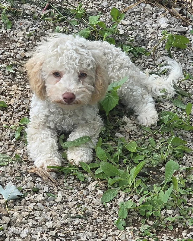 Tiny Tim toy size green eyes – Poodle - Toy , Miniature Aussiedoodle puppy for sale in Russellville, KY