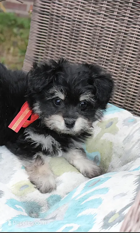 Pomzie – Pomeranian, Poodle - Toy  puppy for sale in Russellville, KY