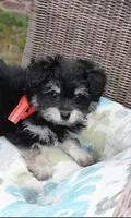 Pomzie, a male Pomeranian and Poodle - Toy  for sale in Russellville, KY – 1 of 6