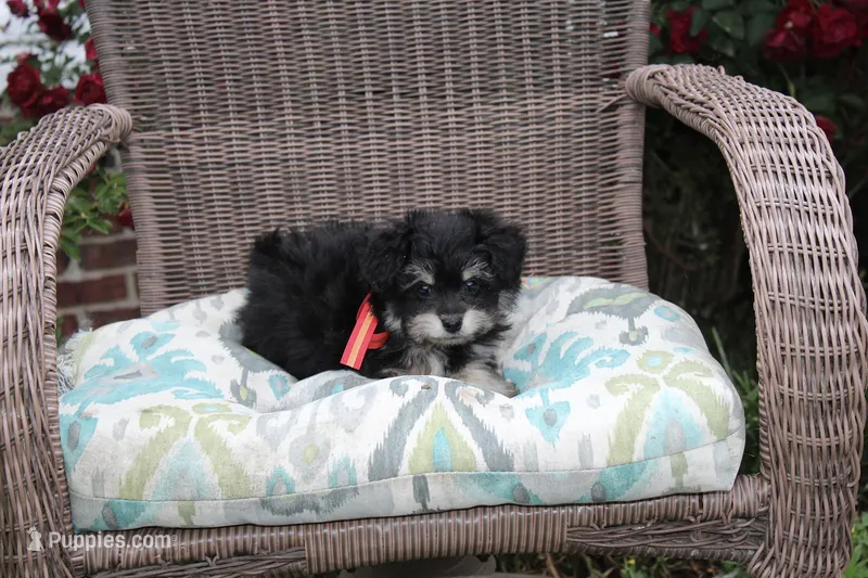 Pomzie – Pomeranian, Poodle - Toy  puppy for sale in Russellville, KY