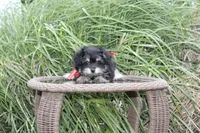 Pomzie, a male Pomapoo and Pomeranian for sale in Russellville, KY – 4 of 5