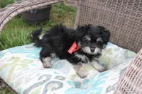 Pomzie, a male Pomapoo and Pomeranian for sale in Russellville, KY – 2 of 5