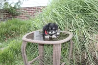 Pomzie, a male Pomapoo and Pomeranian for sale in Russellville, KY – 5 of 5