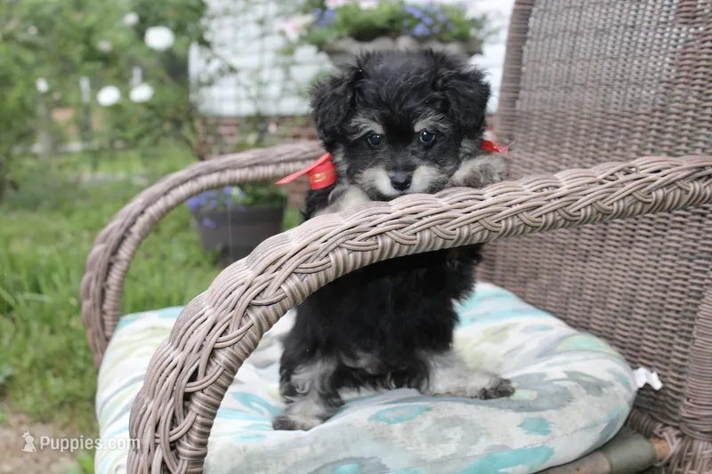 Pomzie – Pomapoo, Pomeranian puppy for sale in Russellville, KY