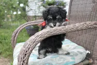 Pomzie, a male Pomapoo and Pomeranian for sale in Russellville, KY – 1 of 5