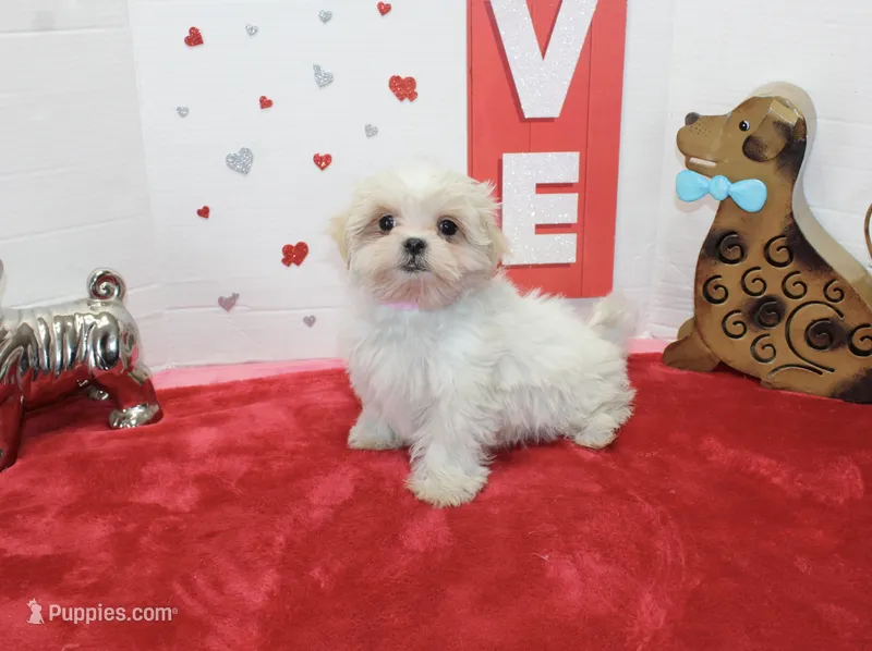 Sweetie pie toy size